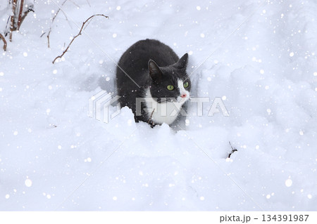 A cat in a snowdrift plays with snow. The pet saw snow for the first time and has fun, winter background, selective focus A cat in a snowdrift plays with snow. The pet saw snow for the first time and has fun, winter background, selective focus 134391987