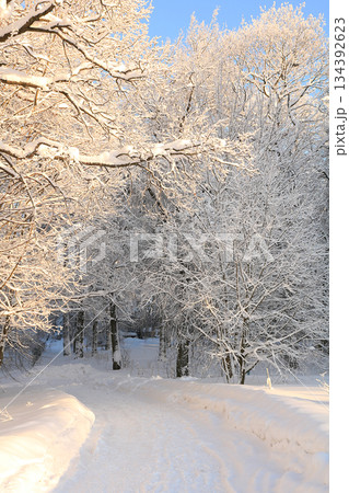 Russian village in winter After a snowfall, the branches of the trees are covered with snow and sparkle in the sun. This is a beautiful winter background 134392623