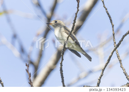 枝にとまるコサメビタキ 134393423