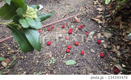 Fallen strawberry tree fruit and lush green foliage in a garden setting. Arbutus unedo, strawberry tree, madrone, strawberry berries Fallen strawberry tree fruit and lush green foliage in a garden setting. Arbutus unedo, strawberry tree, madrone, strawberry berries 134393476