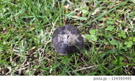 Top view of toadstool mushroom on grass in a natural outdoor setting. Tricholoma terreum Top view of toadstool mushroom on grass in a natural outdoor setting. Tricholoma terreum 134393495