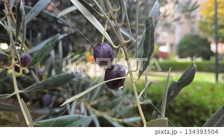 Ripe black olives on branch in sunlit garden setting 134393504
