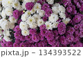 Vibrant chrysanthemums in full bloom for garden and floral arrangements. White and pink flower background 134393522