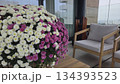 Colorful chrysanthemums on a modern balcony for relaxed outdoor living 134393523
