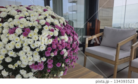 Colorful chrysanthemums on a modern balcony for relaxed outdoor living Colorful chrysanthemums on a modern balcony for relaxed outdoor living 134393523