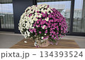 Beautiful chrysanthemums in pink and white blooms for floral decoration 134393524