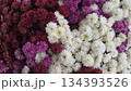 Vibrant chrysanthemum arrangement for floral displays and seasonal decor. White and pink flower background 134393526