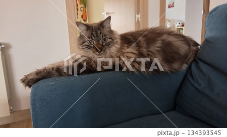 Fluffy feline relaxing on sofa at home. World cat day. World Animal Day 134393545