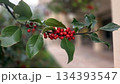 Vibrant christmas holly branch with red berries for festive seasonal design. Ilex aquifolium, the holly, common holly, English holly, European holly 134393547