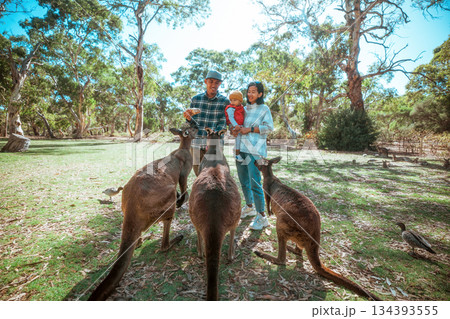 educational park scene featuring interactions between visitors and friendly kangaroos educational park scene featuring interactions between visitors and friendly kangaroos 134393555