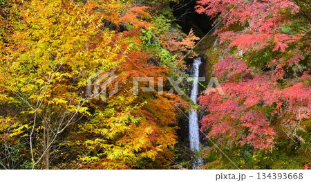 埼玉県秩父郡皆野町　秩父華厳の滝　秋　 134393668