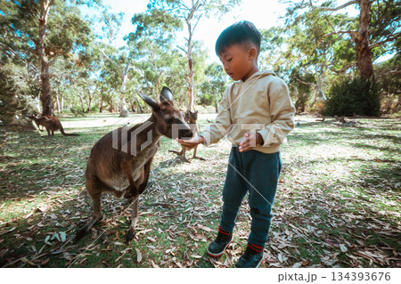 A child joyfully interacts with a kangaroo in a lush nature reserve, showcasing youths innocence A child joyfully interacts with a kangaroo in a lush nature reserve, showcasing youths innocence 134393676