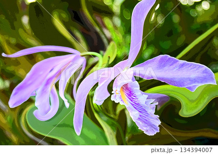ランの花咲く癒しの窓辺 ランの花咲く癒しの窓辺 134394007