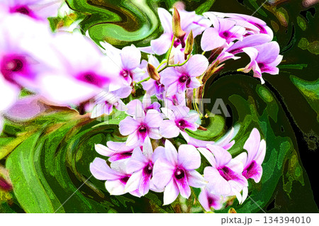 ランの花咲く癒しの窓辺 134394010
