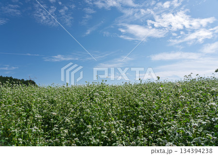 奈良県櫻井市笠地区で撮影した蕎麦の花 奈良県櫻井市笠地区で撮影した蕎麦の花 134394238