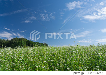 奈良県櫻井市笠地区で撮影した蕎麦の花 134394243