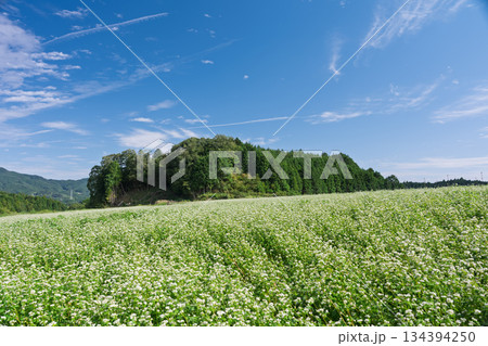 奈良県櫻井市笠地区で撮影した蕎麦の花 134394250