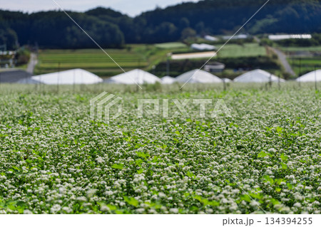 奈良県櫻井市笠地区で撮影した蕎麦の花 134394255