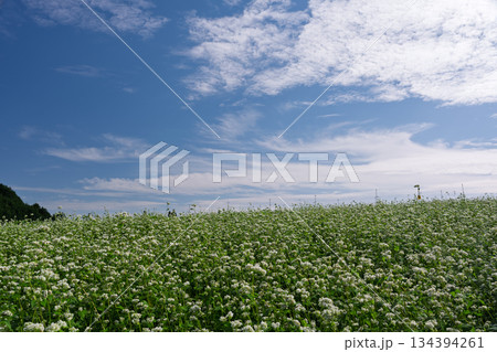 奈良県櫻井市笠地区で撮影した蕎麦の花 奈良県櫻井市笠地区で撮影した蕎麦の花 134394261