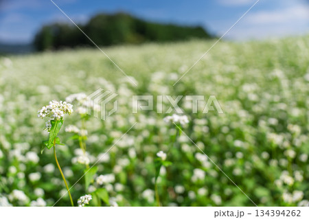 奈良県櫻井市笠地区で撮影した蕎麦の花 奈良県櫻井市笠地区で撮影した蕎麦の花 134394262