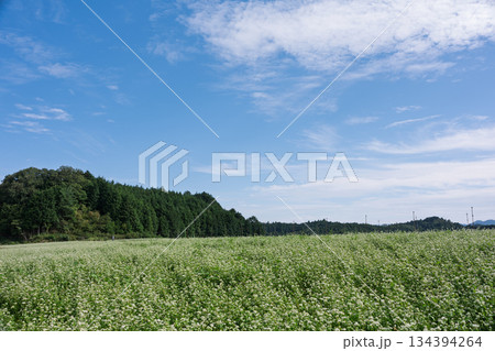 奈良県櫻井市笠地区で撮影した蕎麦の花 奈良県櫻井市笠地区で撮影した蕎麦の花 134394264