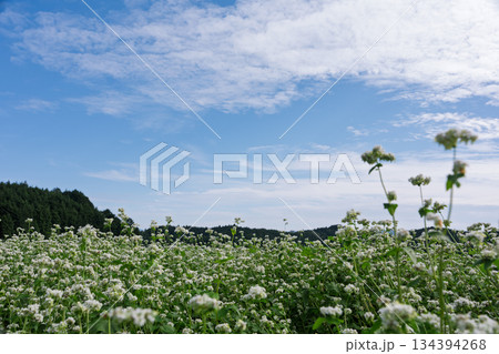 奈良県櫻井市笠地区で撮影した蕎麦の花 奈良県櫻井市笠地区で撮影した蕎麦の花 134394268