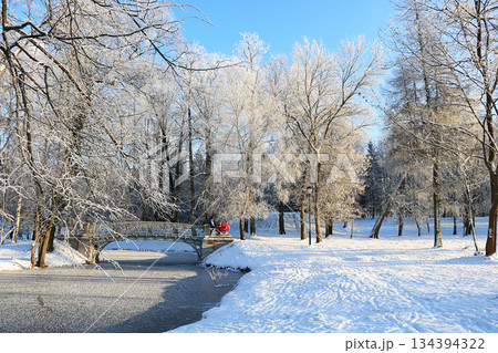 Russian nature in winter, Christmas background. After a snowfall, tree branches are covered with snow and sparkle in the sun, severe frost and low temperatures. 134394322
