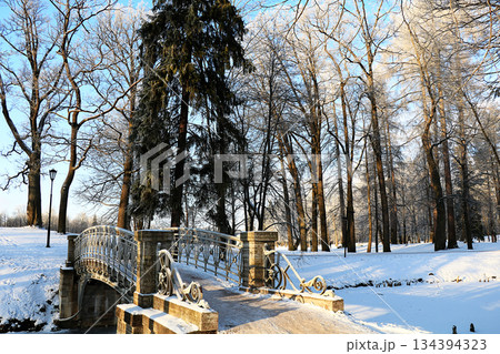 Russian nature in winter, Christmas background. After a snowfall, tree branches are covered with snow and sparkle in the sun, severe frost and low temperatures. 134394323