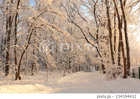 Winter forest in the countryside with snow-covered spruce trees and snow drifts. The beauty of the winter season for travel in extreme conditions. A beautiful winter invitation card for tourists Winter forest in the countryside with snow-covered spruce trees and snow drifts. The beauty of the winter season for travel in extreme conditions. A beautiful winter invitation card for tourists 134394412