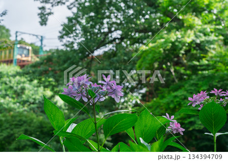 京都府八幡市の杉山谷不動尊・神應寺の参道を彩る紫陽花の紫陽花を撮影 134394709