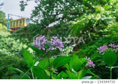 京都府八幡市の杉山谷不動尊・神應寺の参道を彩る紫陽花の紫陽花を撮影 134394710