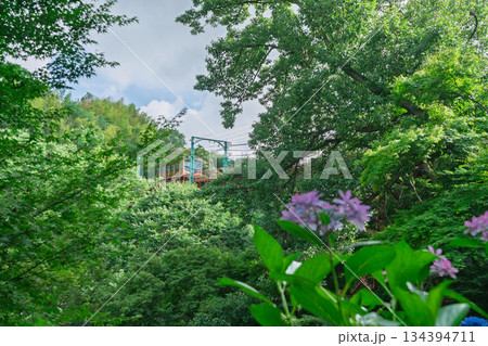 京都府八幡市の杉山谷不動尊・神應寺の参道を彩る紫陽花の紫陽花を撮影 134394711