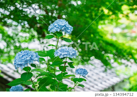 京都府八幡市の杉山谷不動尊・神應寺の参道を彩る紫陽花の紫陽花を撮影 134394712
