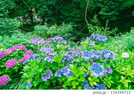 京都府八幡市の杉山谷不動尊・神應寺の参道を彩る紫陽花の紫陽花を撮影 134394713