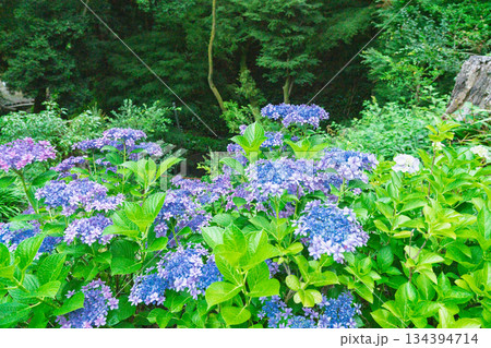 京都府八幡市の杉山谷不動尊・神應寺の参道を彩る紫陽花の紫陽花を撮影 134394714