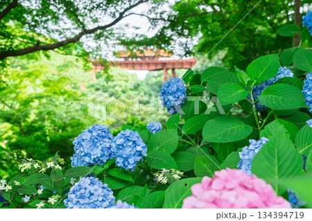 京都府八幡市の杉山谷不動尊・神應寺の参道を彩る紫陽花の紫陽花を撮影 京都府八幡市の杉山谷不動尊・神應寺の参道を彩る紫陽花の紫陽花を撮影 134394719