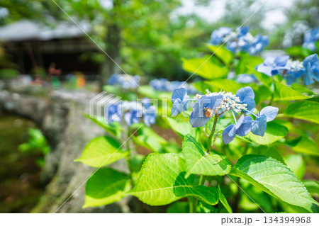 京都市山科区勸修寺の境内を彩る紫陽花を撮影 京都市山科区勸修寺の境内を彩る紫陽花を撮影 134394968