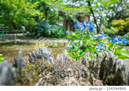京都市山科区勸修寺の境内を彩る紫陽花を撮影 134394969