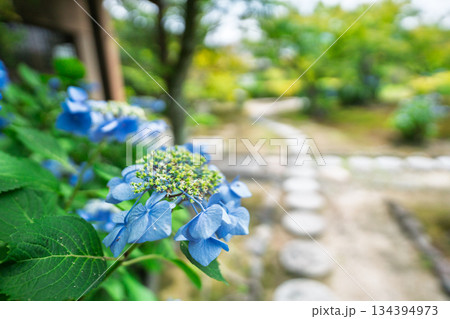 京都市山科区勸修寺の境内を彩る紫陽花を撮影 134394973