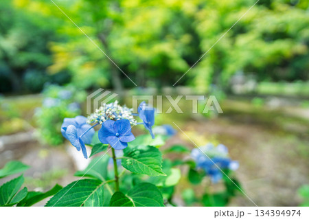 京都市山科区勸修寺の境内を彩る紫陽花を撮影 134394974
