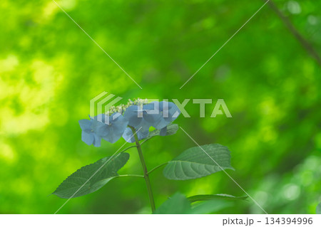 京都市山科区勸修寺の境内を彩る紫陽花を撮影 京都市山科区勸修寺の境内を彩る紫陽花を撮影 134394996