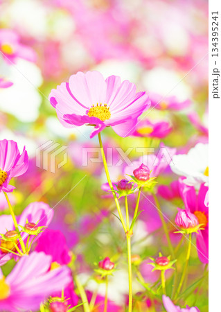 家の周りの草花 四季の色々 公園の花畑に美しい色とりどりのコスモスの花が秋風に揺れて咲いています 家の周りの草花 四季の色々 公園の花畑に美しい色とりどりのコスモスの花が秋風に揺れて咲いています 134395241