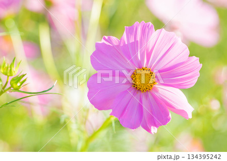 家の周りの草花　四季の色々　公園の花畑に美しい色とりどりのコスモスの花が秋風に揺れて咲いています 134395242