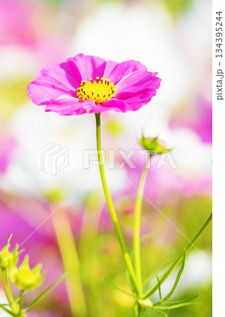 家の周りの草花　四季の色々　公園の花畑に美しい色とりどりのコスモスの花が秋風に揺れて咲いています 134395244