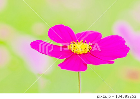 家の周りの草花 四季の色々 公園の花畑に美しい色とりどりのコスモスの花が秋風に揺れて咲いています 家の周りの草花 四季の色々 公園の花畑に美しい色とりどりのコスモスの花が秋風に揺れて咲いています 134395252