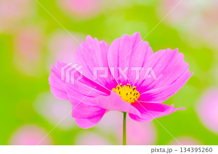 家の周りの草花 四季の色々 公園の花畑に美しい色とりどりのコスモスの花が秋風に揺れて咲いています 家の周りの草花 四季の色々 公園の花畑に美しい色とりどりのコスモスの花が秋風に揺れて咲いています 134395260