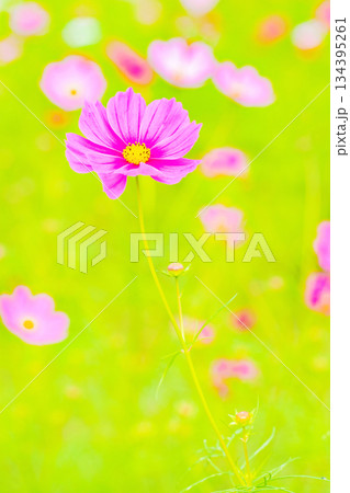 家の周りの草花 四季の色々 公園の花畑に美しい色とりどりのコスモスの花が秋風に揺れて咲いています 家の周りの草花 四季の色々 公園の花畑に美しい色とりどりのコスモスの花が秋風に揺れて咲いています 134395261