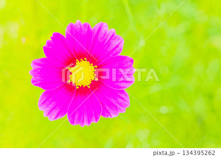 家の周りの草花 四季の色々 公園の花畑に美しい色とりどりのコスモスの花が秋風に揺れて咲いています 家の周りの草花 四季の色々 公園の花畑に美しい色とりどりのコスモスの花が秋風に揺れて咲いています 134395262