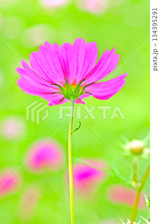 家の周りの草花　四季の色々　公園の花畑に美しい色とりどりのコスモスの花が秋風に揺れて咲いています 134395291