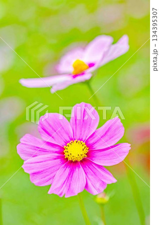 家の周りの草花 四季の色々 公園の花畑に美しい色とりどりのコスモスの花が秋風に揺れて咲いています 家の周りの草花 四季の色々 公園の花畑に美しい色とりどりのコスモスの花が秋風に揺れて咲いています 134395307